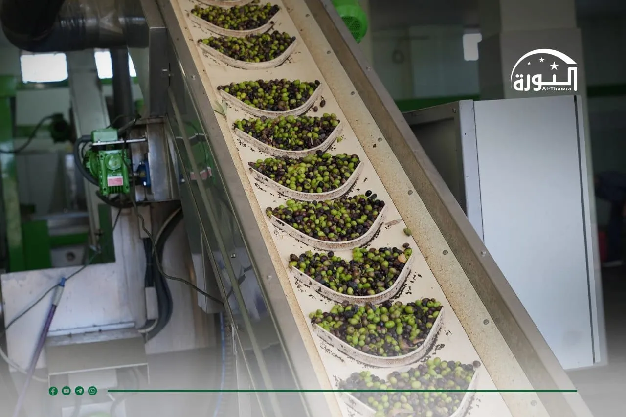 وزارة الزراعة تحدد مواعيد قطاف الزيتون لموسم 2025 في سوريا